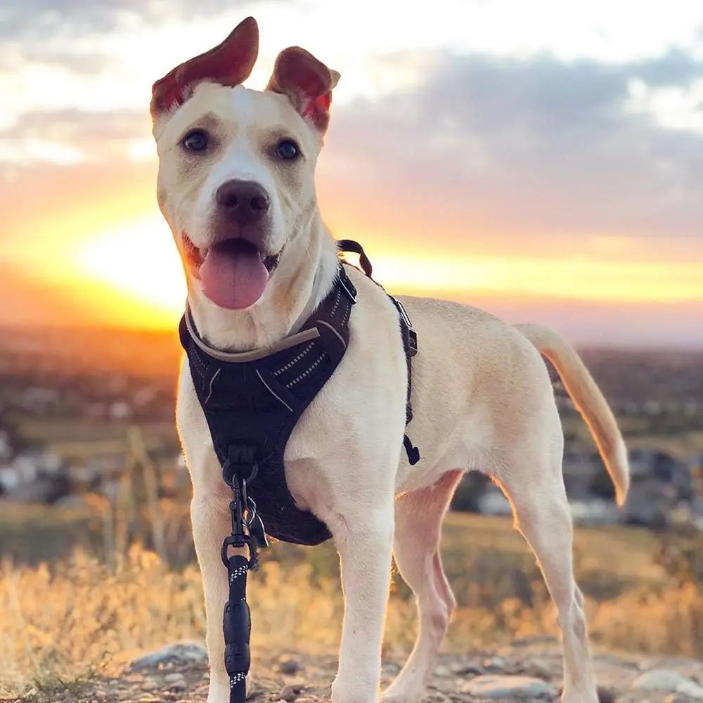 Pet Safe Easy Walk Harness