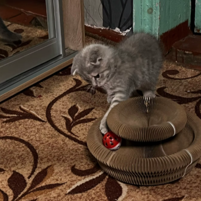 Scratch Board Toy for Cat