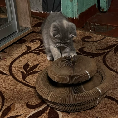 Scratch Board Toy for Cat