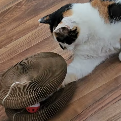 Scratch Board Toy for Cat