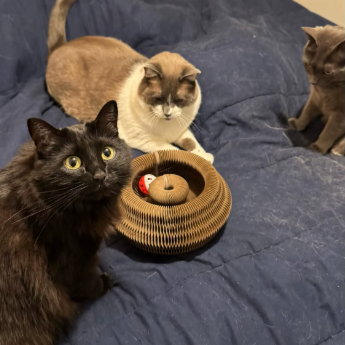 Scratch Board Toy for Cat
